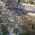 09桜 054.JPG