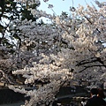 09桜 123.JPG