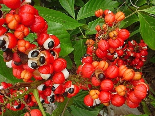 e7939ce68bbfe7b48d-guarana.jpg