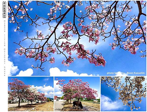 旅居日本：檳城「桜」の花 Penang "sakura"