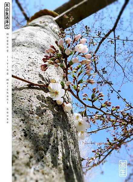 旅居日本：珍惜這一刻的踏實 live life for the moment