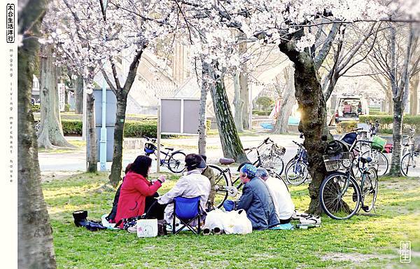 旅居日本:見櫻未了櫻 see but not see 旅居日本:見櫻未了櫻 see but not see