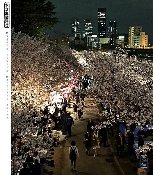 旅居日本：天滿橋河畔夜櫻賞 Tenmabashi riverside 4 sakura