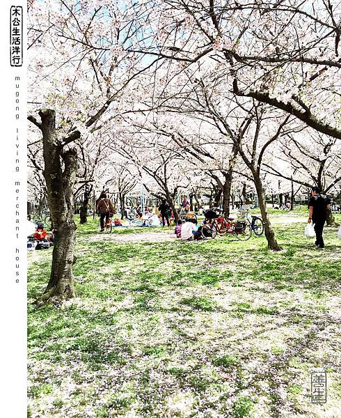 旅居日本:櫻花樹下坐看紛飛 relax under flying petals 旅居日本:櫻花樹下坐看紛飛 relax under flying petals
