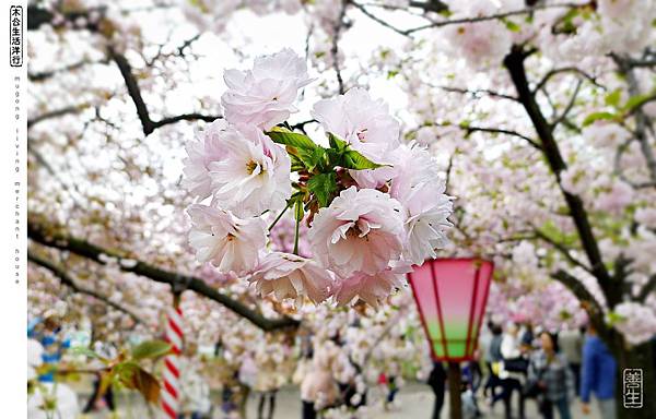 旅居日本：大阪桜の通り抜け mint