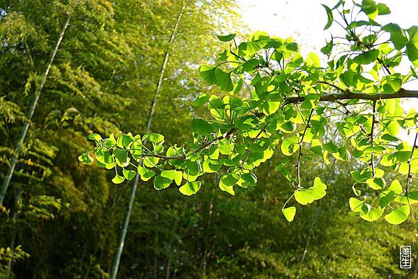 旅居日本：銀杏詩意 Ginkgo green