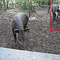 tapir貝里斯國家代表動物