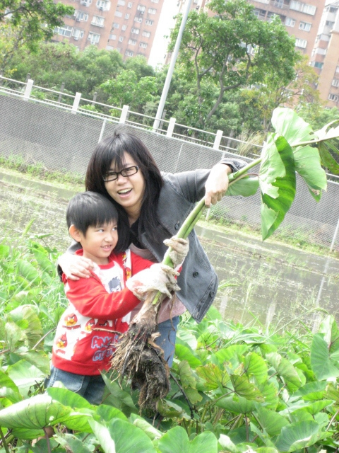 【MUJO趴趴走--國內旅遊】10.16淡水區農會體驗農村!!採芋頭.採茭白筍.阿三哥農莊農場.犇群休閒農牧場觀光1日遊