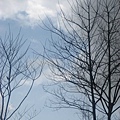 【MUJO趴趴走--國內旅遊】捕鄒阿里山八大優美步道之一:樂野部落之迷糊步道(樂米吊橋).湯進賢大哥說野外求生 【MUJO趴趴走--國內旅遊】捕鄒阿里山八大優美步道之一:樂野部落之迷糊步道(樂米吊橋).湯進賢大哥說野外求生