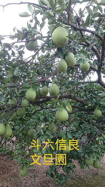 IMG_20150706_201023 IMG_20150706_201023