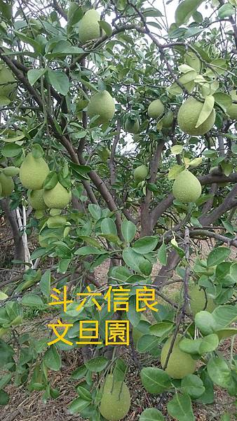 IMG_20150709_172213 IMG_20150709_172213