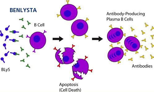 benlysta_biological_activity.gif