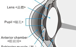 瞳孔.jpg