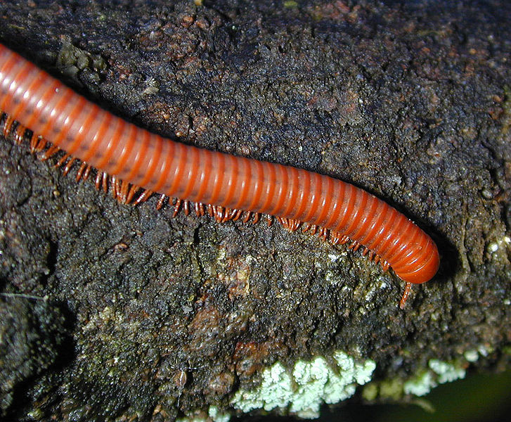 727px-Millipede.jpg