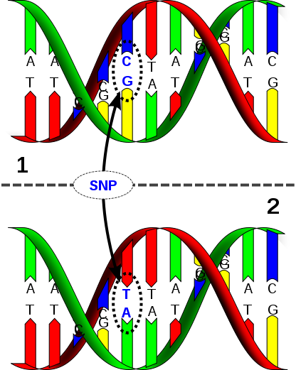 416px-Dna-SNP.png