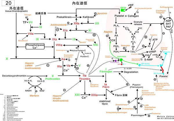 20 凝血機轉含血小板 10