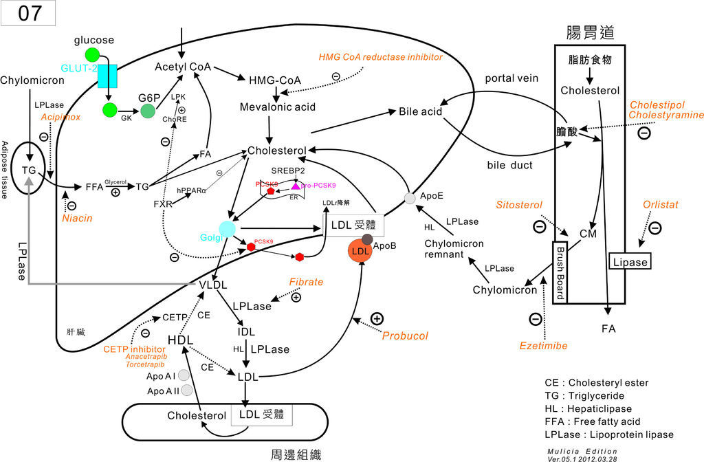 07 膽固醇合成代謝 5 07 膽固醇合成代謝 5