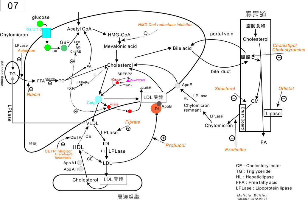 07 膽固醇合成代謝 5
