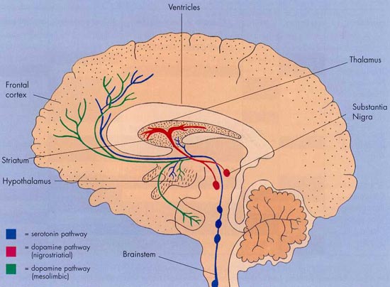 brain_cross_section