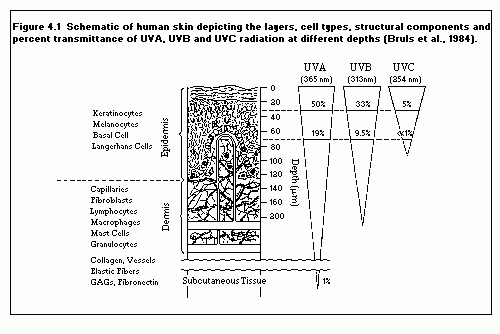 UV nm human skin