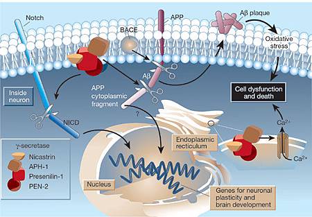 alzheimcleavagenat