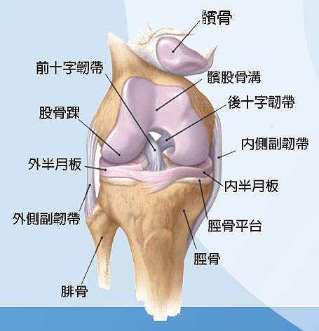 膝關節