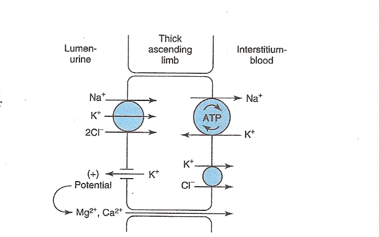 Fig 15-4 ion transport pathways