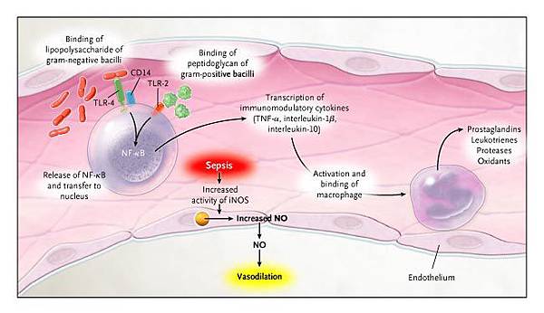 mech of sepsis 1