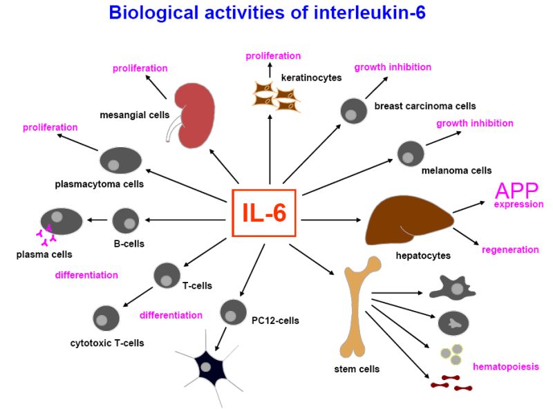 interleukin6