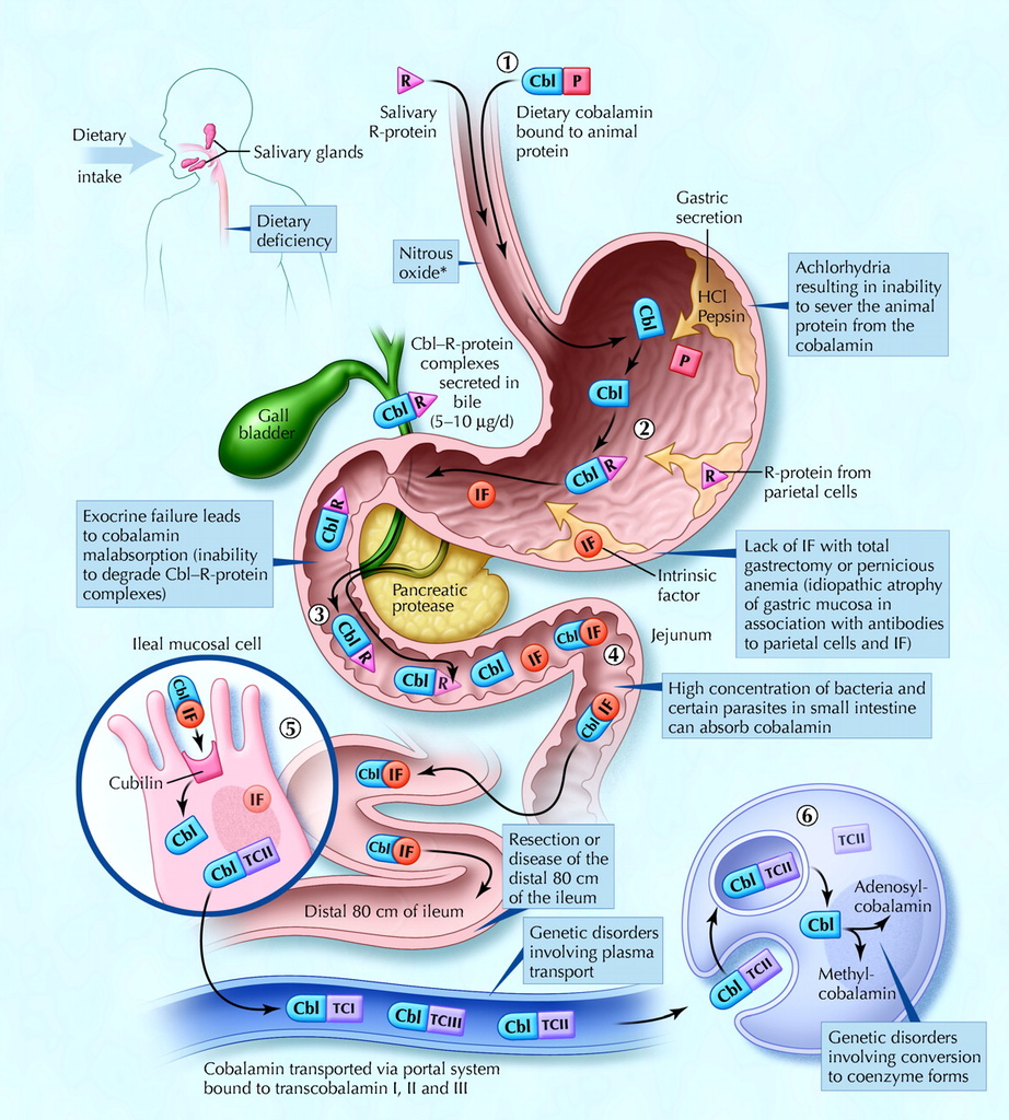 Cobalamin metabolism and corresponding causes of deficiency.