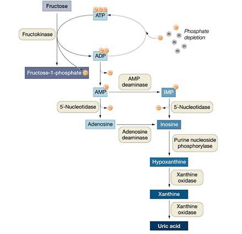 uric acid