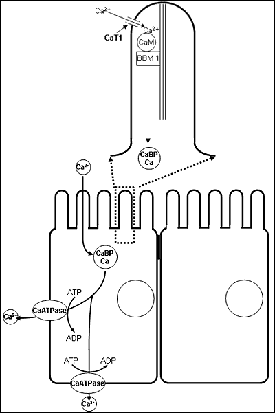 Model of intestinal calcium transport.gif