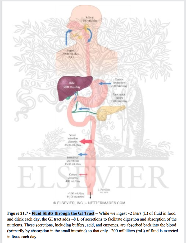 Fluid Shifts through the GI Tract.png