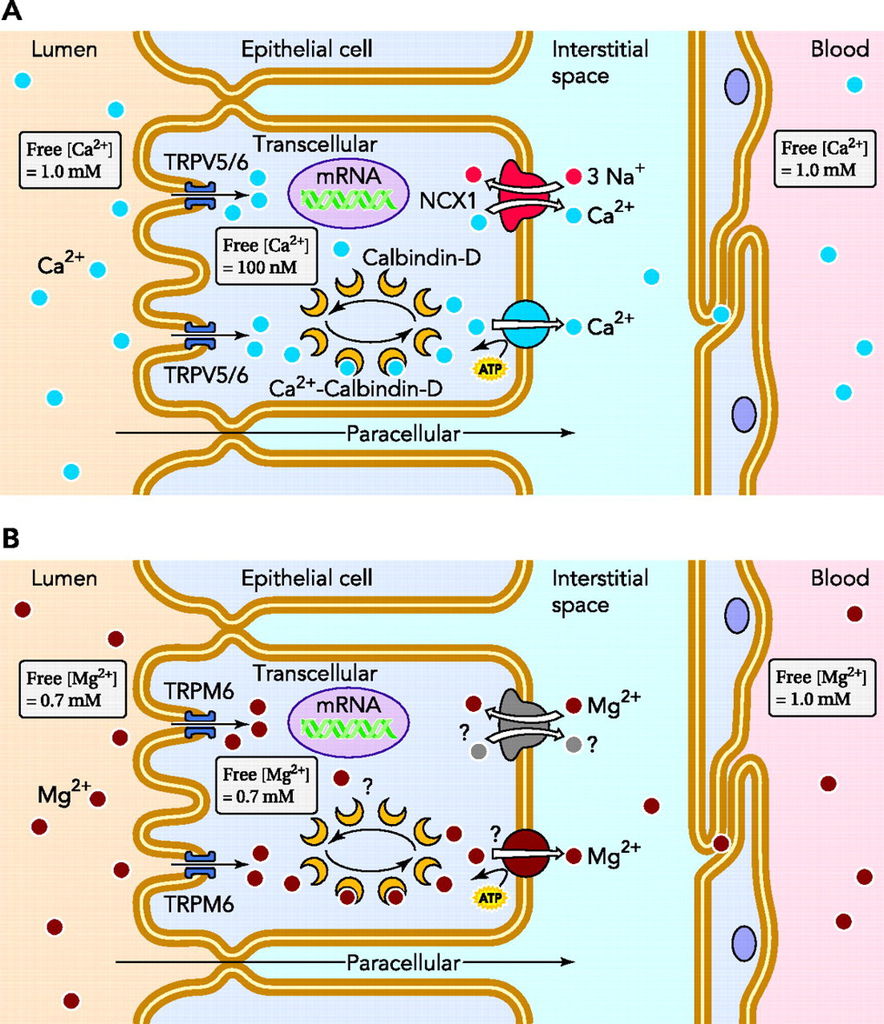 Calciotropic and Magnesiotropic TRP Channels.jpg