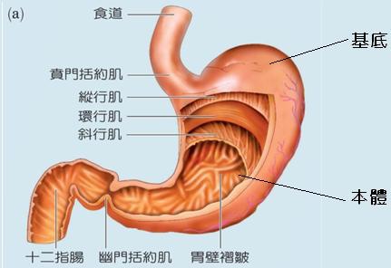 胃解剖.JPG