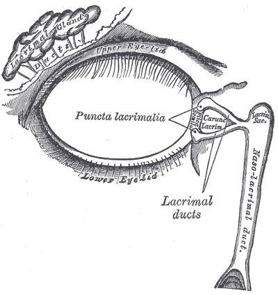 lacrimal gland.png