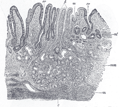 Goblet cells.png