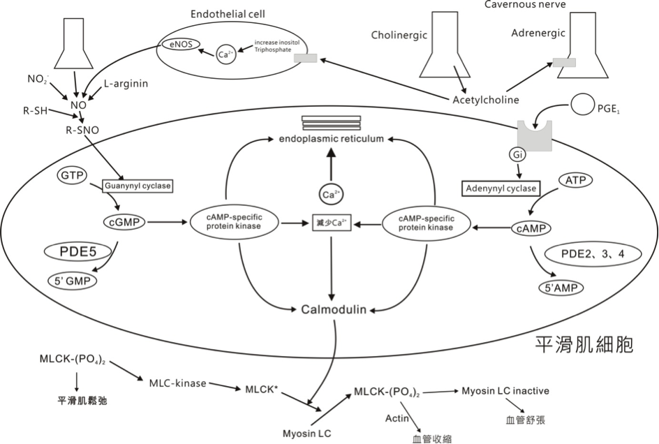 pde inhibitor.png