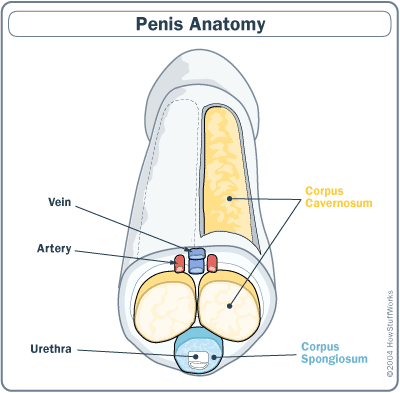 viagra-cavernosa.gif