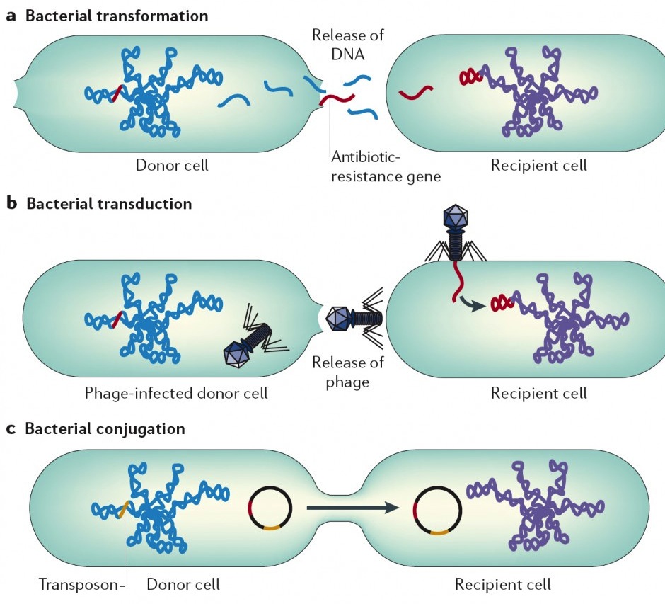 Horizontal-Gene-Transfer-in-Bacteria-Furuya-et-al