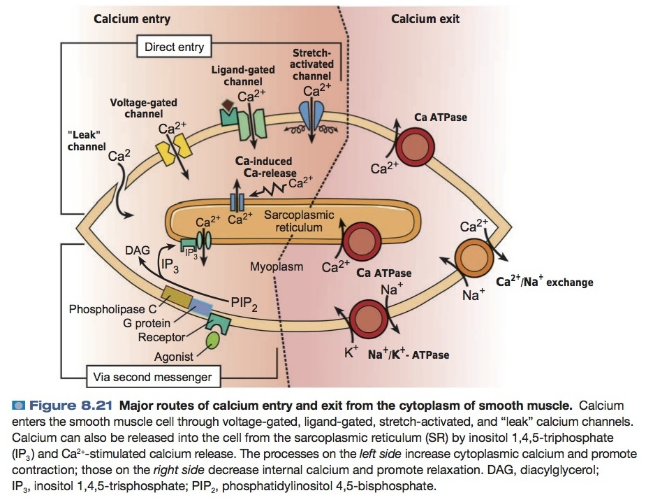 major route of calcium entry android exit from the cytoplasm of smooth muscle