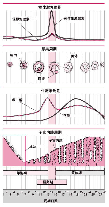 [問題] 有無排卵請益