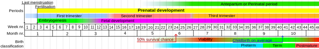 1850px-Prenatal_development_table.svg.png