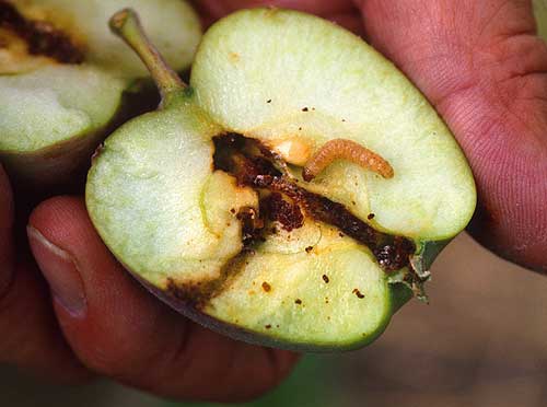 Madige-Apfel-Frucht.jpg