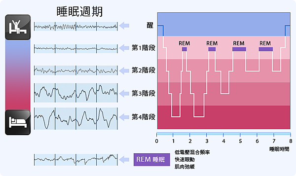 dia-sleep cycle.png