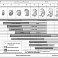 The timing of fetal development