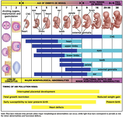 environmental toxins and fetal development.jpg