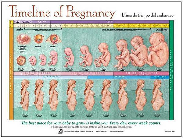 The Timing Of Fetal Development 胎兒發展階段表 快樂小藥師im Pharmacist Nichts Glucklich 痞客邦 The Timing Of Fetal Development 胎兒發展階段表 快樂小藥師im Pharmacist Nichts Glucklich 痞客邦