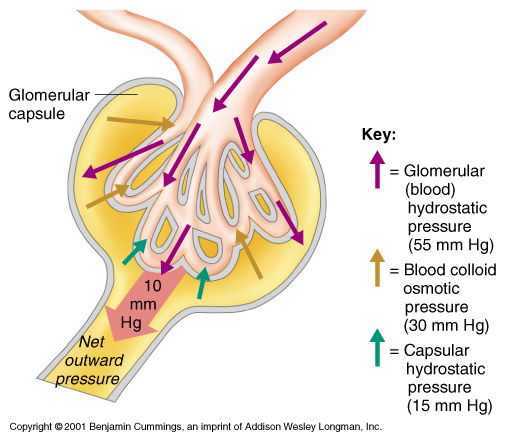 net filt press diagram net filt press diagram