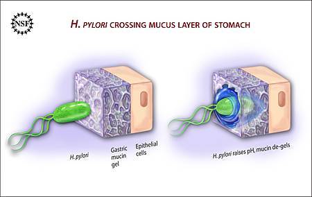 Ulcer-causing_Bacterium_(H.Pylori)_Crossing_Mucus_Layer_of_Stomach